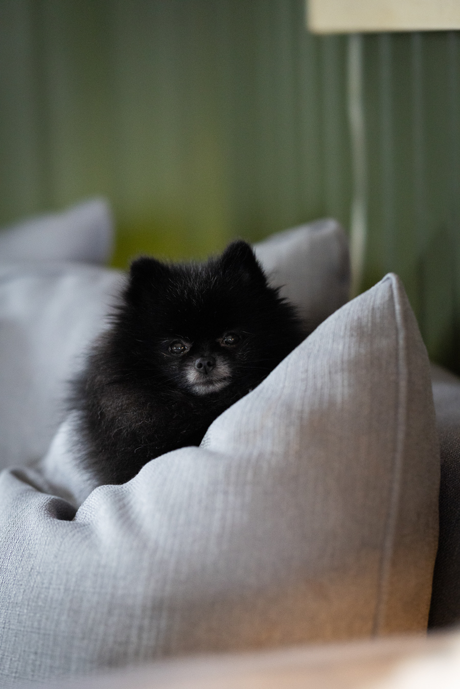 Heidi Aastad portrettbilde kunstner prosjekt narko portrettintervju Viego hund